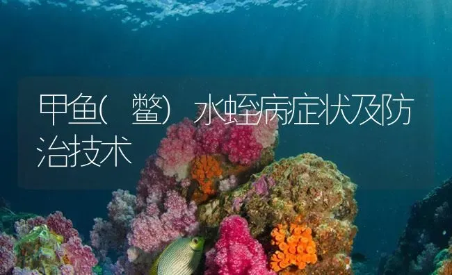 甲鱼(鳖)水蛭病症状及防治技术 | 养殖病虫害防治