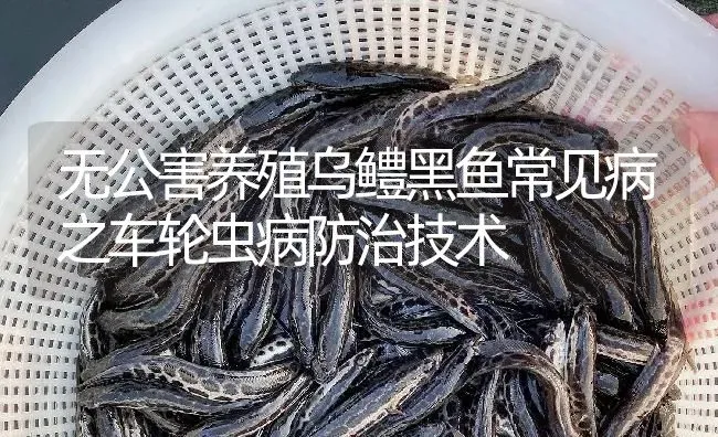 无公害养殖乌鳢黑鱼常见病之车轮虫病防治技术 | 淡水养殖