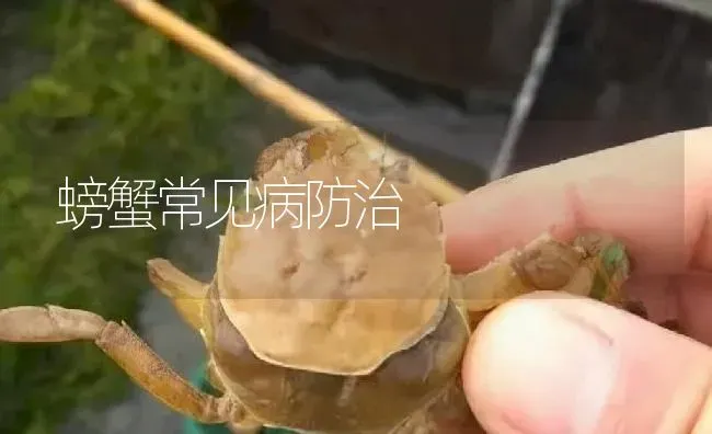 螃蟹常见病防治 | 淡水养殖