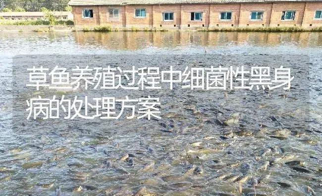 草鱼养殖过程中细菌性黑身病的处理方案 | 淡水养殖