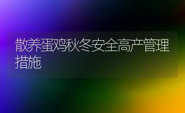 散养蛋鸡秋冬安全高产管理措施 | 家禽养殖