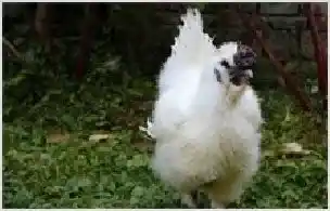 乌骨鸡介绍 | 动物养殖技术