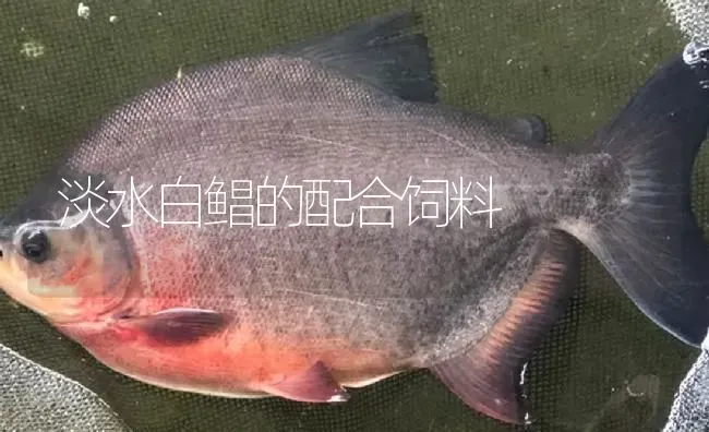 淡水白鲳的配合饲料 | 淡水养殖