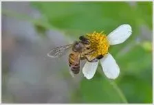 蜜蜂花粉中毒的救护 | 动物养殖资料