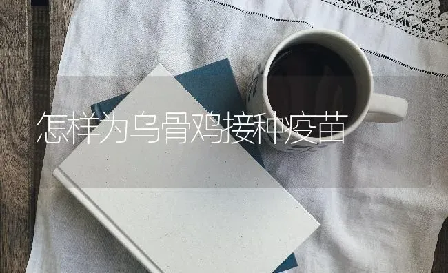 怎样为乌骨鸡接种疫苗 | 家禽养殖