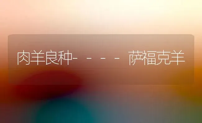 肉羊良种----萨福克羊 | 家畜养殖