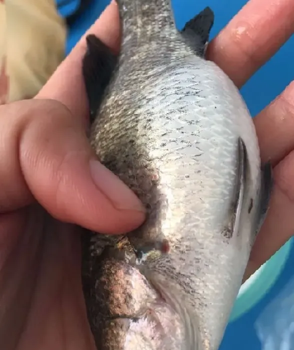 高档海水鱼常见病害的处理分享
