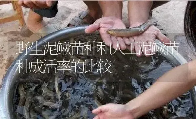 野生泥鳅苗种和人工泥鳅苗种成活率的比较 | 淡水养殖