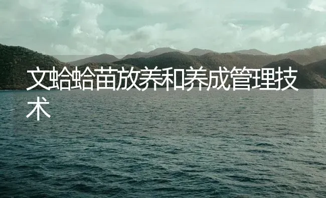 文蛤蛤苗放养和养成管理技术 | 海水养殖