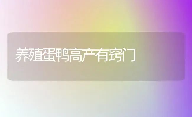养殖蛋鸭高产有窍门 | 家禽养殖