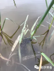 实战派：常规淡水养殖鱼类水花标粗技术要点