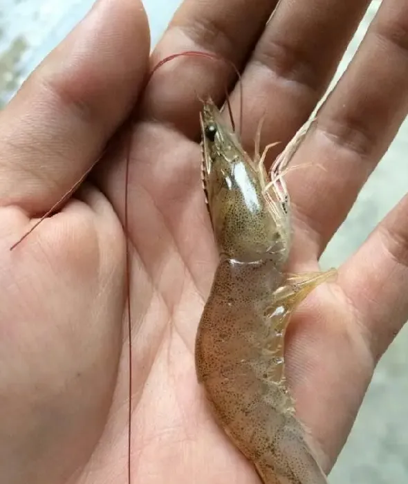 南美白对虾黄鰓病和雨后转晴热共同引起的病害防控经验分享