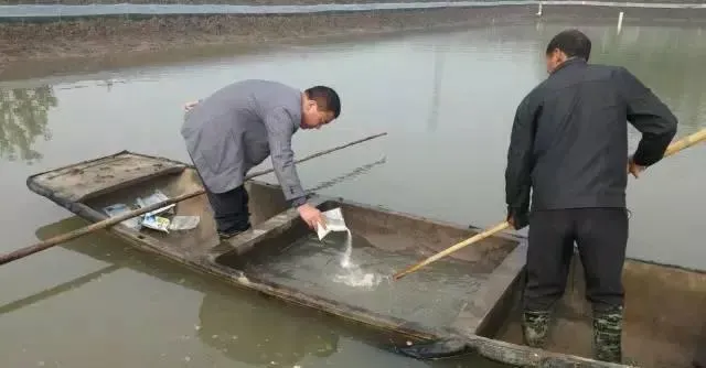 河蟹池塘白浊水问题的成功处理案例