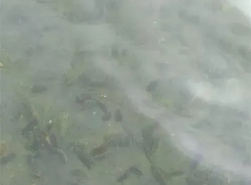 秋季参圈之大海参去哪儿了
