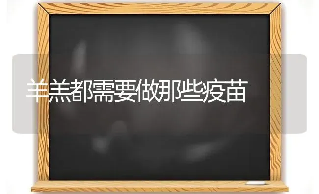 羊羔都需要做那些疫苗 | 家畜养殖