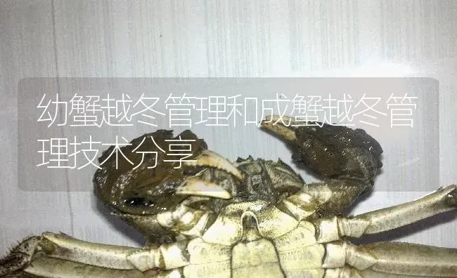 幼蟹越冬管理和成蟹越冬管理技术分享 | 淡水养殖