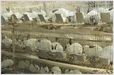 獭兔养殖技术之球虫病的防治 | 动物养殖知识