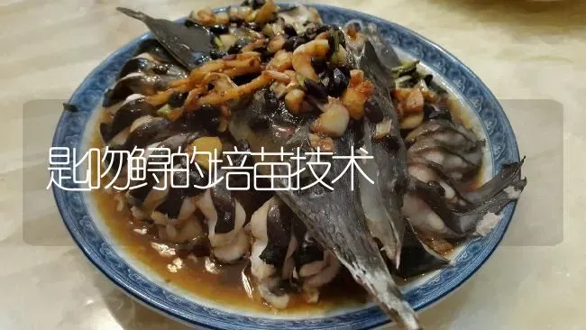 匙吻鲟的培苗技术 | 淡水养殖