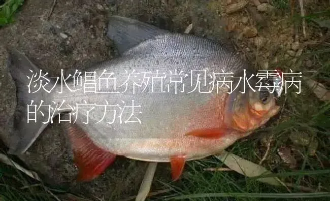 淡水鲳鱼养殖常见病水霉病的治疗方法 | 淡水养殖