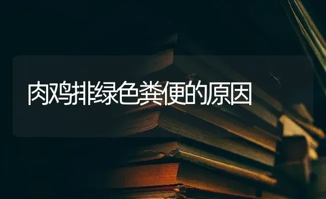 肉鸡排绿色粪便的原因 | 家禽养殖