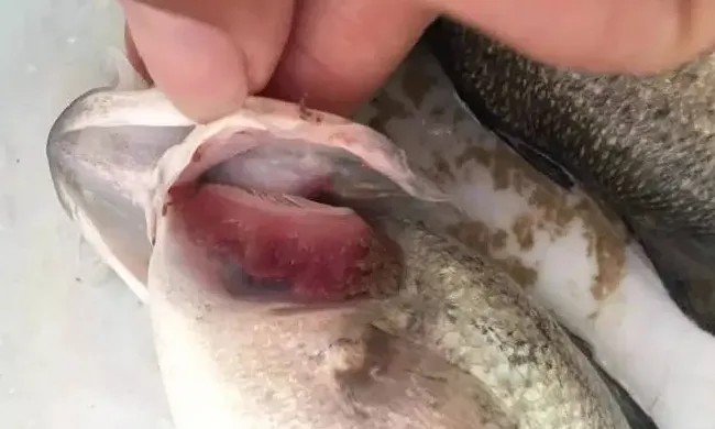 高档海水鱼常见病害的处理分享