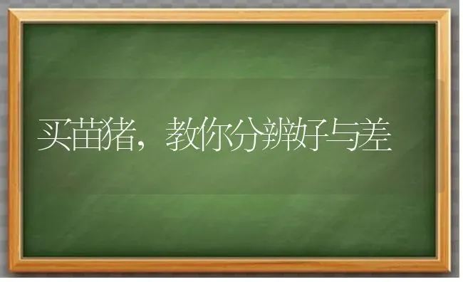 买苗猪，教你分辨好与差 | 家畜养殖