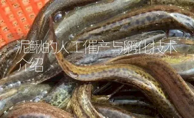 泥鳅的人工催产与孵化技术介绍 | 淡水养殖