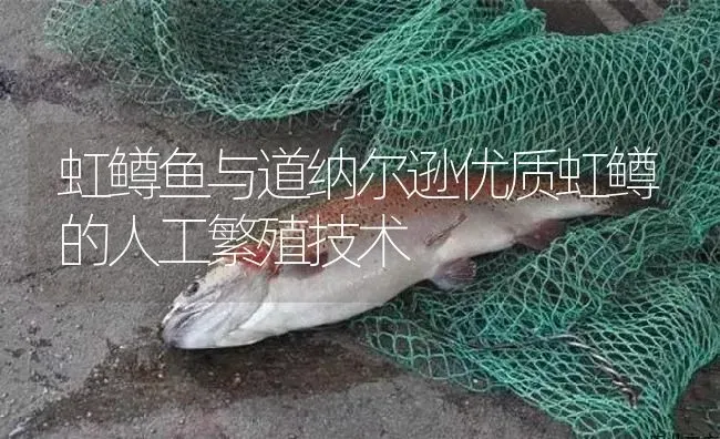 虹鳟鱼与道纳尔逊优质虹鳟的人工繁殖技术 | 淡水养殖