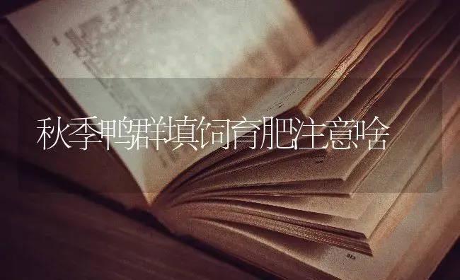 秋季鸭群填饲育肥注意啥 | 家禽养殖