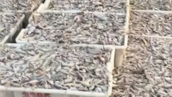 实战派：河蟹最后一次华丽蜕变