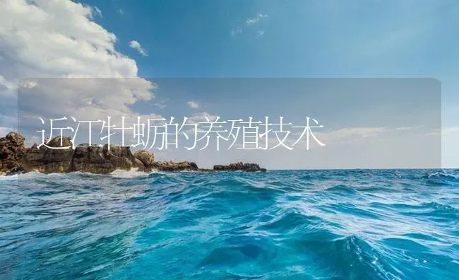 近江牡蛎的养殖技术 | 海水养殖