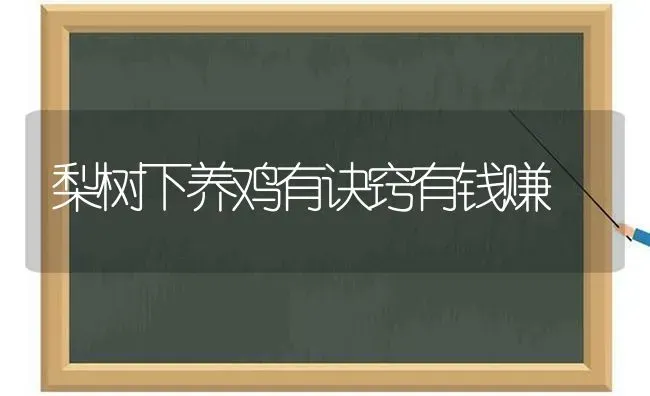 梨树下养鸡有诀窍有钱赚 | 家禽养殖