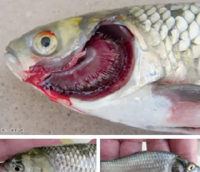 【看图识病】淡水鱼细菌性烂鳃病症状及防治方法