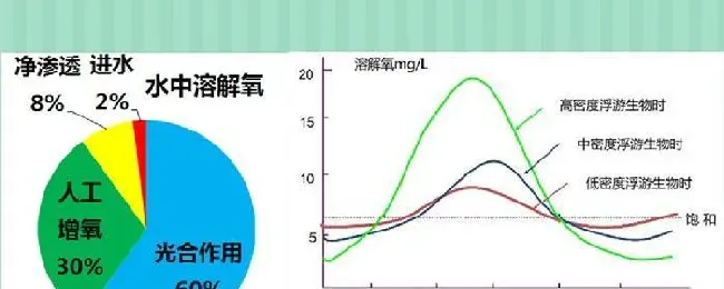 近期加州鲈大面积爆发烂身死亡背后原因是什么