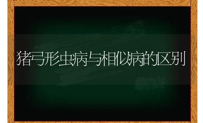 猪弓形虫病与相似病的区别 | 家畜养殖