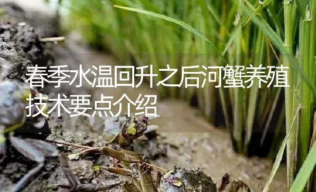 春季水温回升之后河蟹养殖技术要点介绍 | 淡水养殖