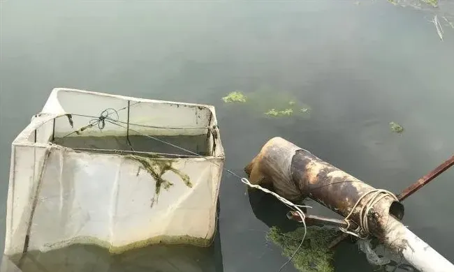 小龙虾池塘的鲫鱼吃虾苗吃虾料危害大，怎么防控？