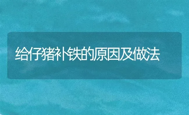 给仔猪补铁的原因及做法 | 家畜养殖
