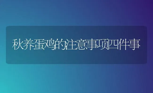 秋养蛋鸡的注意事项四件事 | 家禽养殖