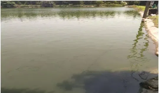 广东揭西县河婆地区浓绿水亚盐高处理案例