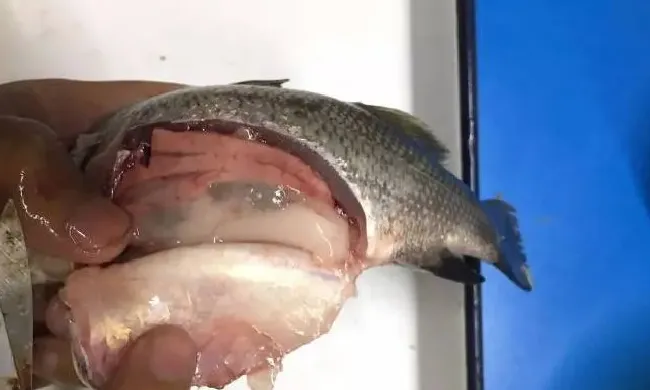 高档海水鱼常见病害的处理分享