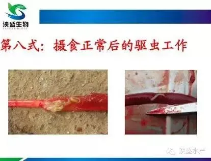 泱盛生物技术总监赵宇江详解网箱黄鳝养殖“十二式”