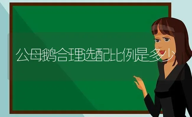 公母鹅合理选配比例是多少 | 家禽养殖