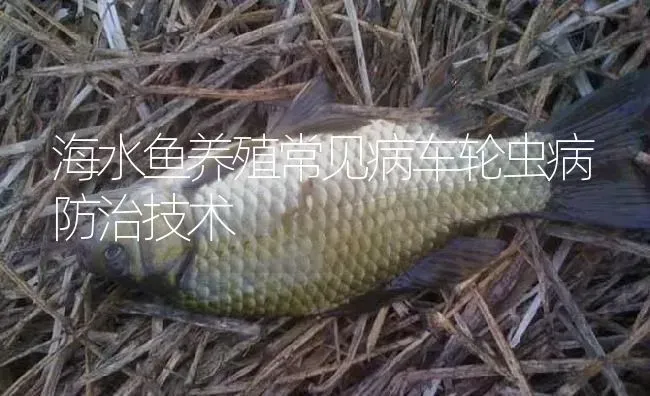 海水鱼养殖常见病车轮虫病防治技术 | 淡水养殖
