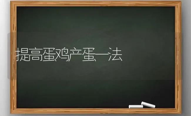 提高蛋鸡产蛋一法 | 家禽养殖