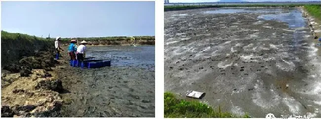 海南罗非鱼养殖不赚钱，看看这些养户转养南美白对虾后的成功之道