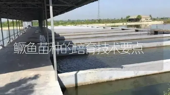 鳜鱼苗种的培育技术要点 | 淡水养殖