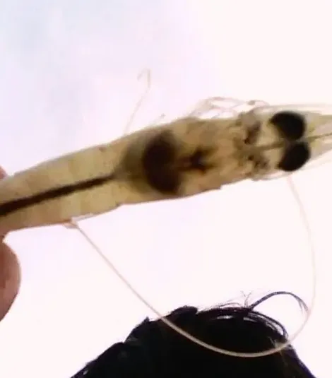 南美白对虾藻毒素死亡处理方案分享