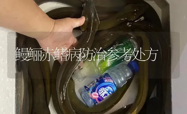 鳗鲡赤鳍病防治参考处方 | 淡水养殖