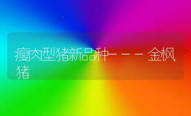 瘦肉型猪新品种---金枫猪 | 家畜养殖